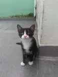 PAOLO