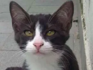 Gato raça SRD idade 2 a 6 meses nome PAOLO