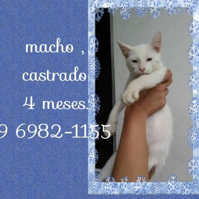 Gato ra a SRD idade 2 a 6 meses nome LUIS ANTONIO 