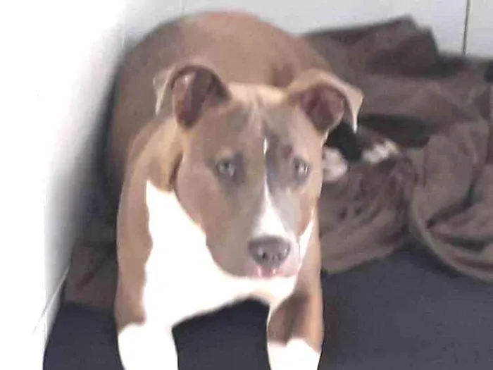 Cachorro ra a American stanforshare idade 7 a 11 meses nome Rayca