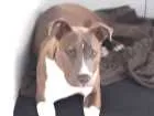 Cachorro raça American stanforshare idade 7 a 11 meses nome Rayca