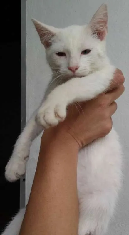 Gato ra a SRD idade 2 a 6 meses nome LUIS ANTONIO 