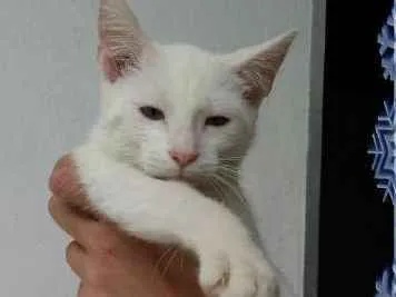 Gato ra a SRD idade 2 a 6 meses nome LUIS ANTONIO 