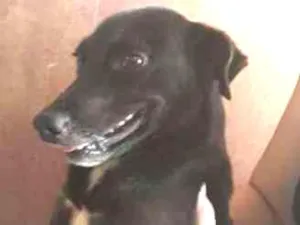 Cachorro raça sem raça definida idade 1 ano nome Black