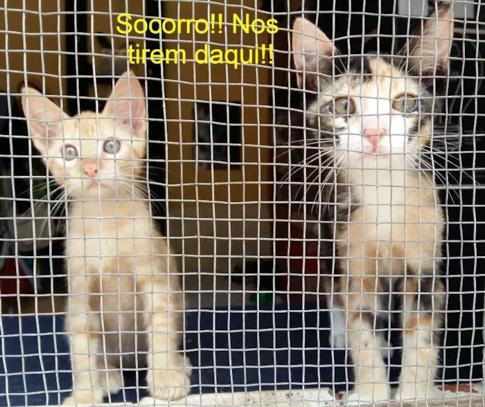 Gato ra a SRD idade 2 a 6 meses nome Cacá e Didi