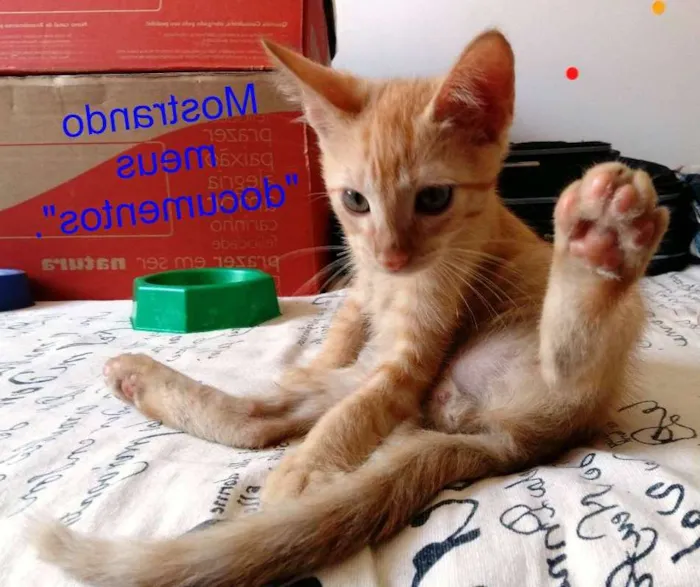 Gato ra a SRD idade 2 a 6 meses nome Cacá e Didi