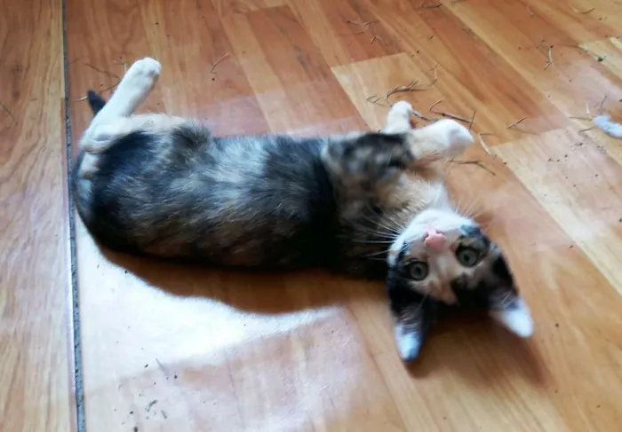 Gato ra a SRD idade 2 a 6 meses nome Cacá e Didi