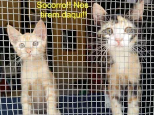 Gato raça SRD idade 2 a 6 meses nome Cacá e Didi