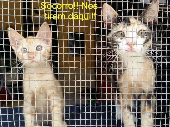 Gato ra a SRD idade 2 a 6 meses nome Cacá e Didi