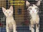 Gato raça SRD idade 2 a 6 meses nome Cacá e Didi