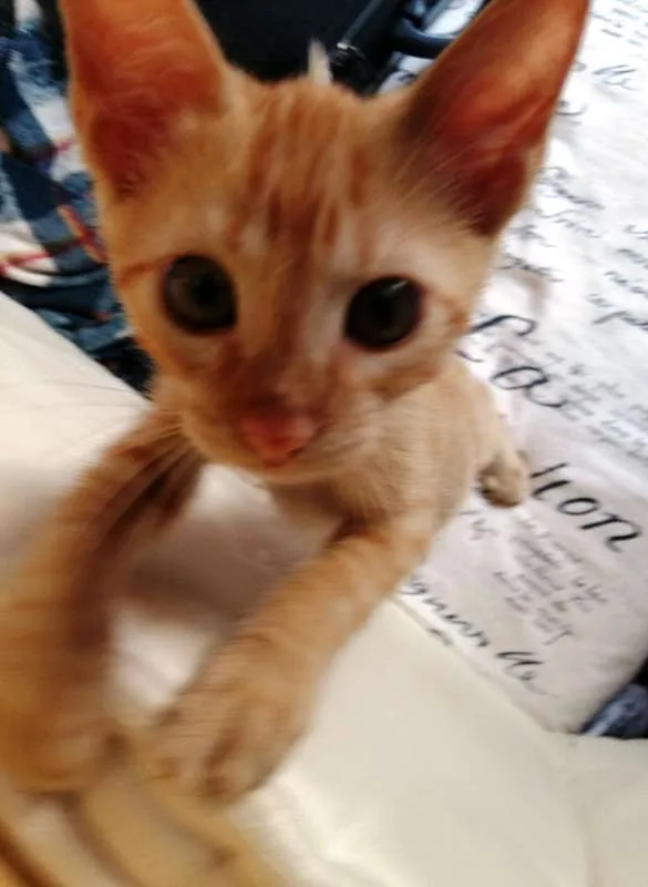 Gato ra a SRD idade 2 a 6 meses nome Cacá e Didi