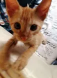 Cacá e Didi