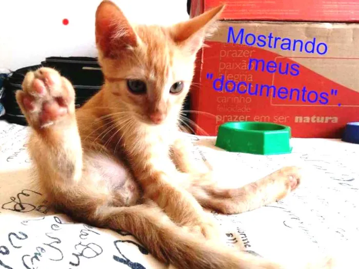 Gato ra a SRD idade 2 a 6 meses nome Cacá e Didi
