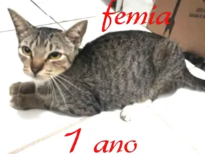 Gato raça  idade 2 a 6 meses nome sem nome