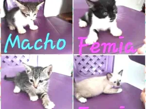 Gato raça  idade 2 a 6 meses nome sem nome