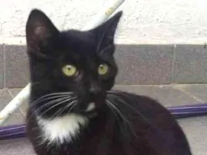 Gato raça SRD idade 2 a 6 meses nome JULIA 