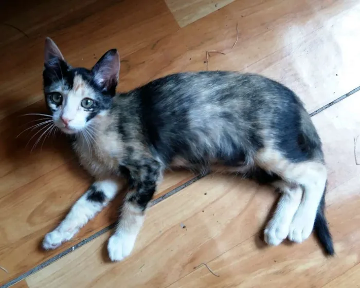 Gato ra a SRD idade 2 a 6 meses nome Cacá e Didi