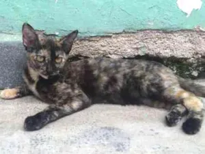 Gato raça SRD idade 2 a 6 meses nome AMANDA  
