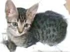 Gato raça Raça indefinida idade 2 a 6 meses nome Gatos