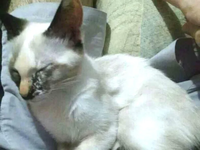 Gato ra a Vira-lata idade 2 a 6 meses nome Totó