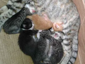 Gato raça Gato  idade Abaixo de 2 meses nome Sem nomes
