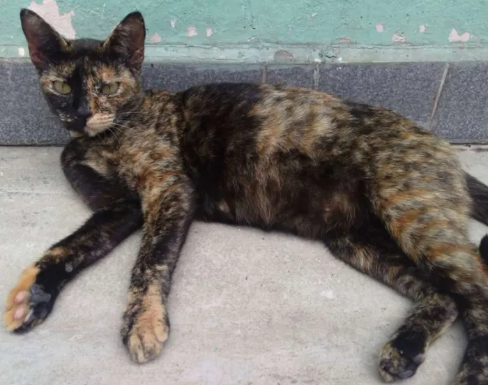 Gato ra a SRD idade 1 ano nome LUISA 
