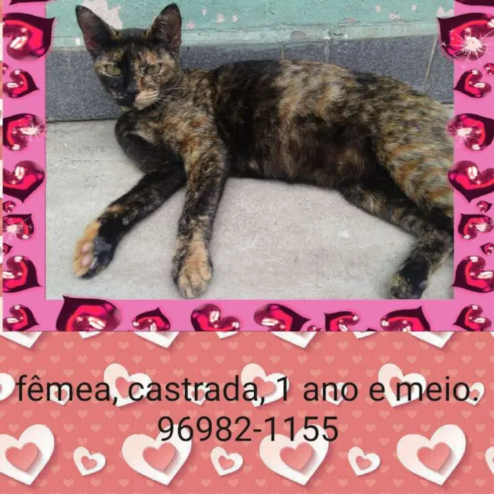 Gato ra a SRD idade 1 ano nome LUISA 