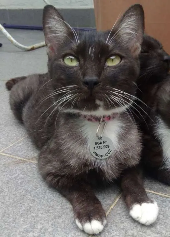 Gato ra a SRD idade 1 ano nome VALENTINA