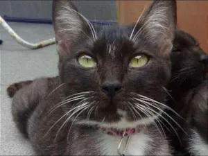 Gato raça SRD idade 1 ano nome VALENTINA