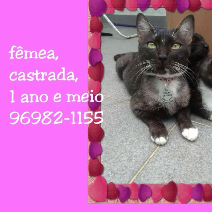 Gato ra a SRD idade 1 ano nome VALENTINA