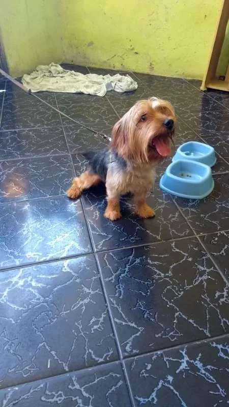 Cachorro raça Yorkshire idade 1 ano nome Bob