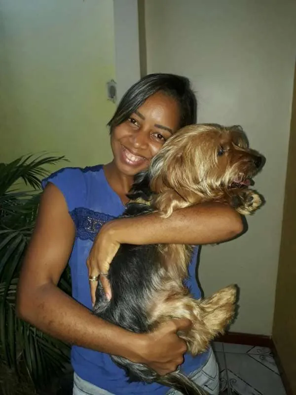 Cachorro raça Yorkshire idade 1 ano nome Bob