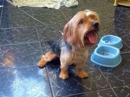 Cachorro raça Yorkshire idade 1 ano nome Bob