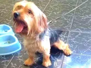 Cachorro raça Yorkshire idade 1 ano nome Bob