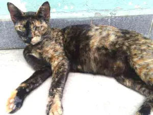 Gato raça SRD idade 1 ano nome LUISA 