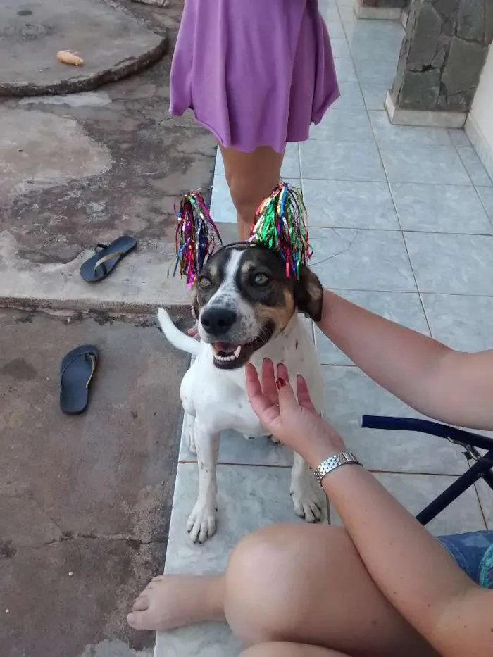 Cachorro ra a Não sei idade 4 anos nome Mayllon