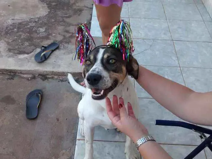 Cachorro ra a Não sei idade 4 anos nome Mayllon