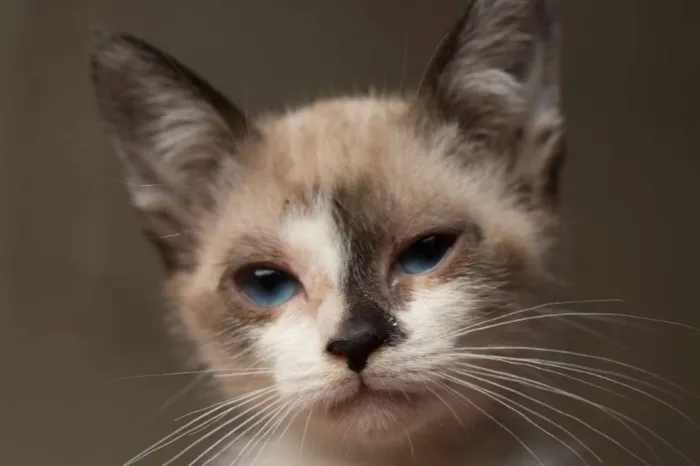 Gato ra a Sem raça  idade 2 a 6 meses nome  BABYS - Macho e Fêm