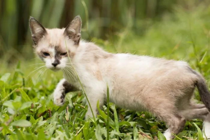 Gato ra a Sem raça  idade 2 a 6 meses nome  BABYS - Macho e Fêm