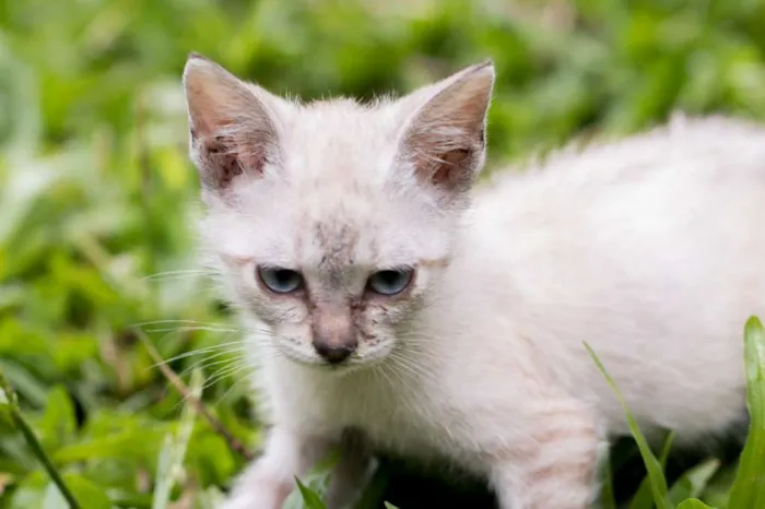 Gato ra a Sem raça  idade 2 a 6 meses nome  BABYS - Macho e Fêm