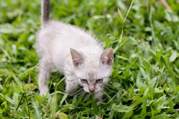 Gato ra a Sem raça  idade 2 a 6 meses nome  BABYS - Macho e Fêm