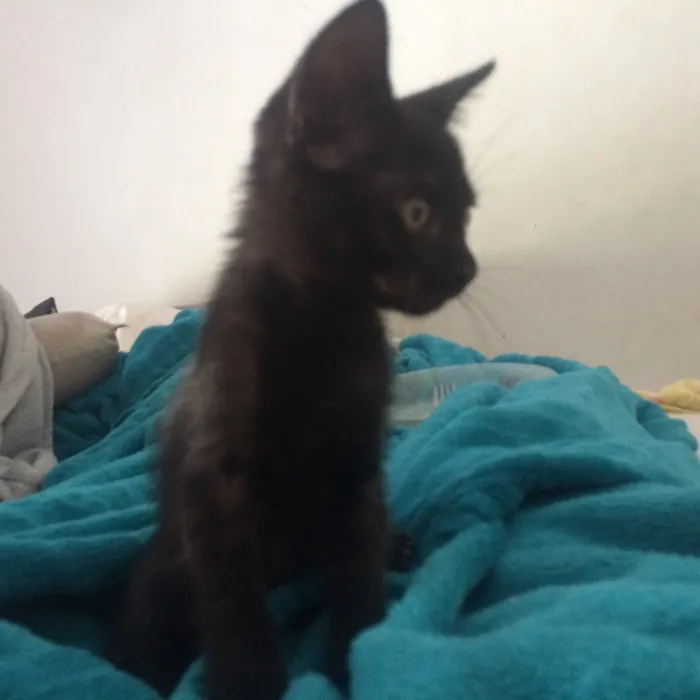 Gato ra a não sabemos idade 2 a 6 meses nome sem nome
