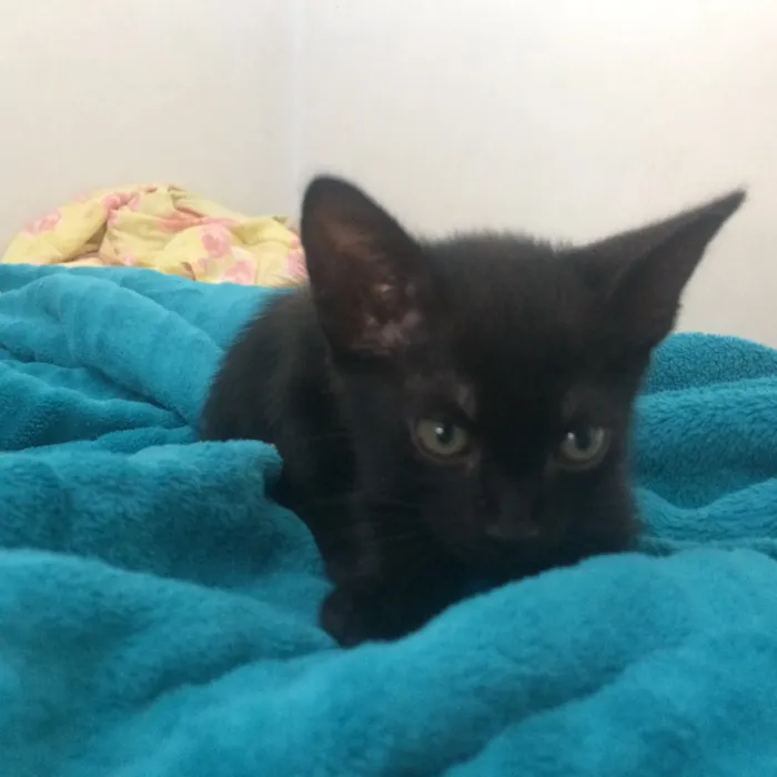 Gato ra a não sabemos idade 2 a 6 meses nome sem nome