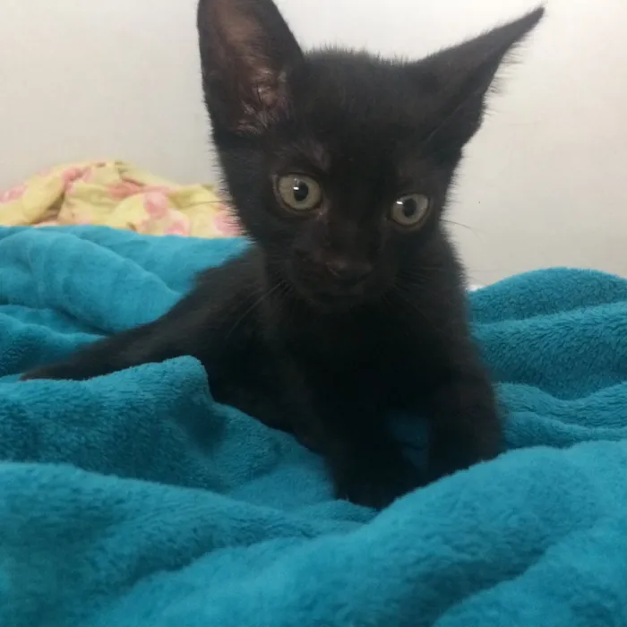 Gato ra a não sabemos idade 2 a 6 meses nome sem nome
