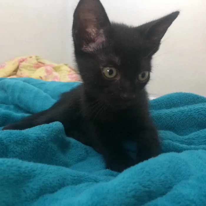 Gato ra a não sabemos idade 2 a 6 meses nome sem nome