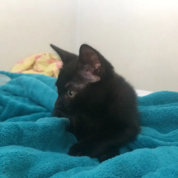 Gato ra a não sabemos idade 2 a 6 meses nome sem nome