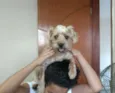 Xuxu