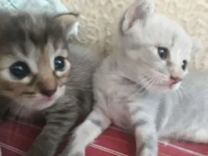Gato raça indefinida idade Abaixo de 2 meses nome sem nome