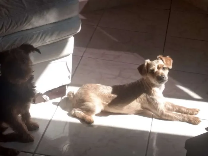 Cachorro ra a Pinscher com poodle idade 1 ano nome Xuxu
