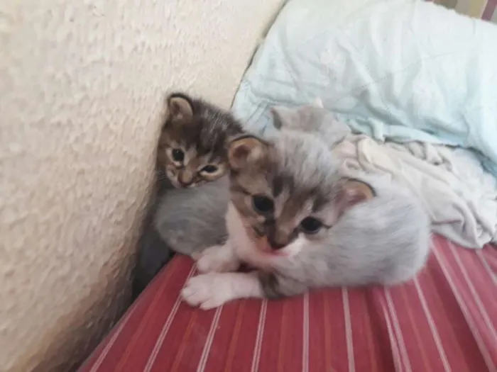 Gato raça indefinida idade Abaixo de 2 meses nome sem nome